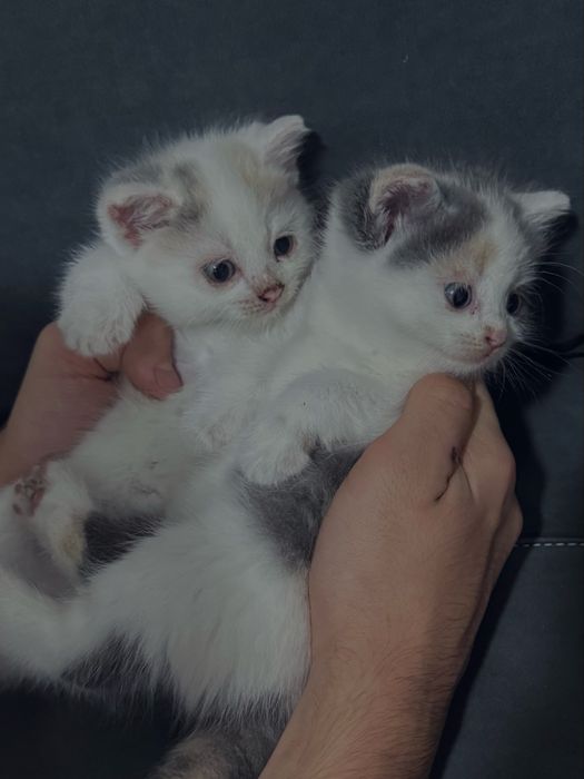 Отдам 2 котят даром