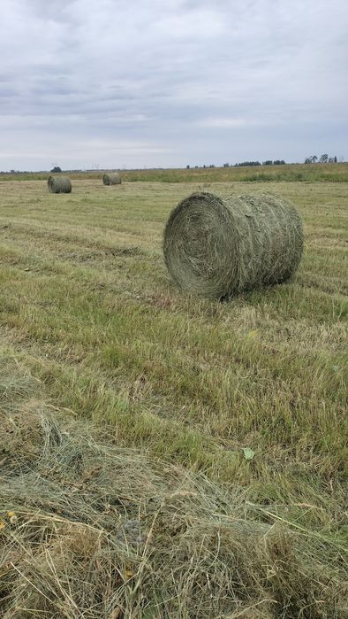 Продам тюки по 4000тыс находятся в  селе Заря укос этого года