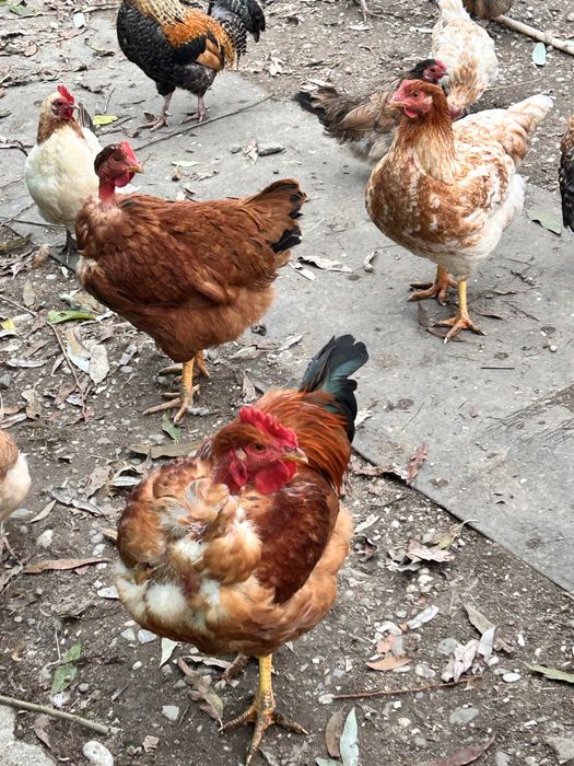 Vand cocosi de rasa mare si mica