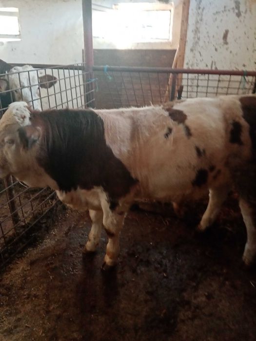 Vând vițel de 4 luni!!