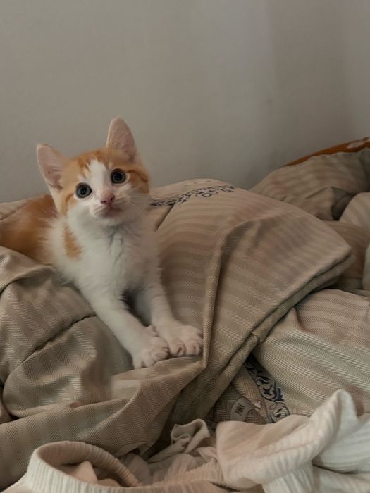 Котенок мальчик. Отдам в добрые, хорошие руки