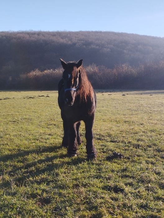 Iapă de vânzare ...