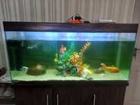 Akvarium arzon narxda ulgirb qoling