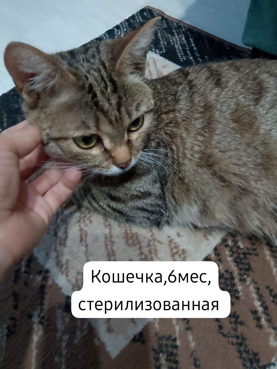 Котята бесплатно