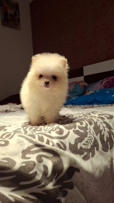 Pomeranian mini spitz