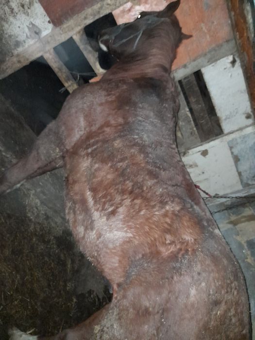 Айғыр жылқыыыыыыы