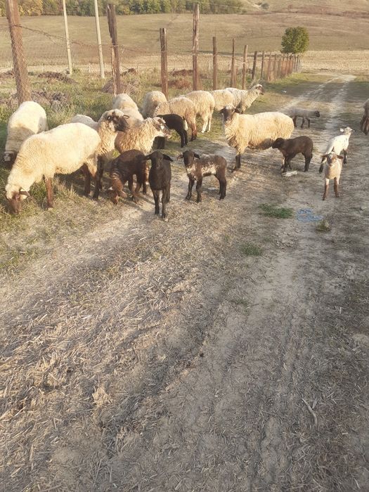 Vind oi fatate și gestante