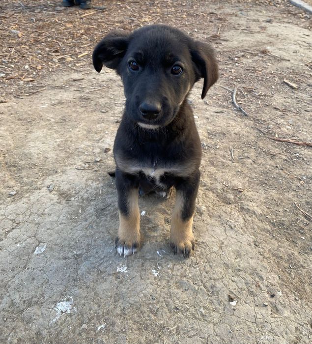 Щенки в добрые руки