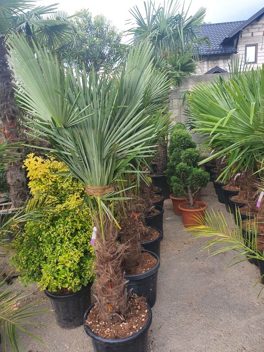 tuia smarald forma piramidala