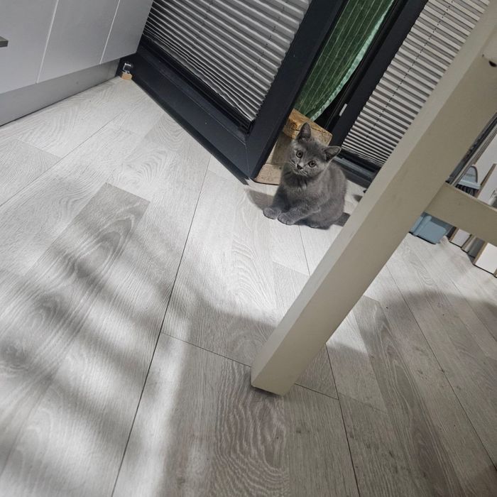 котенок мальчик  шодладский скоттиш