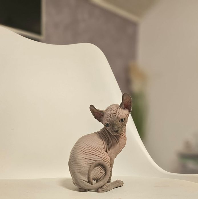 Fetita sphynx/sfinx/elf superba