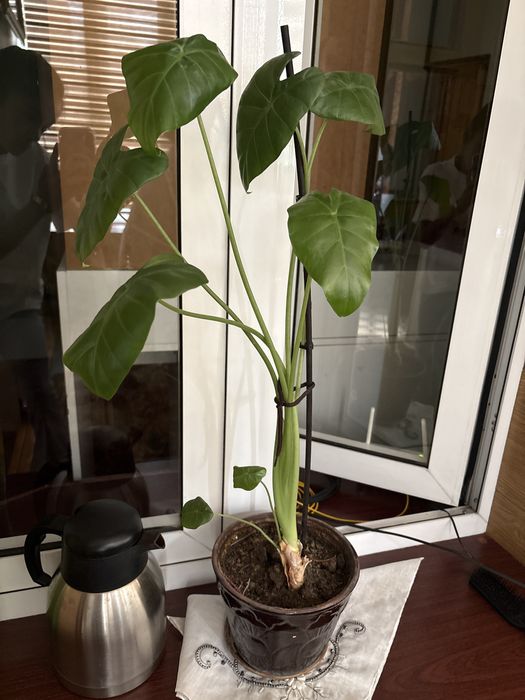 Комнатное растение