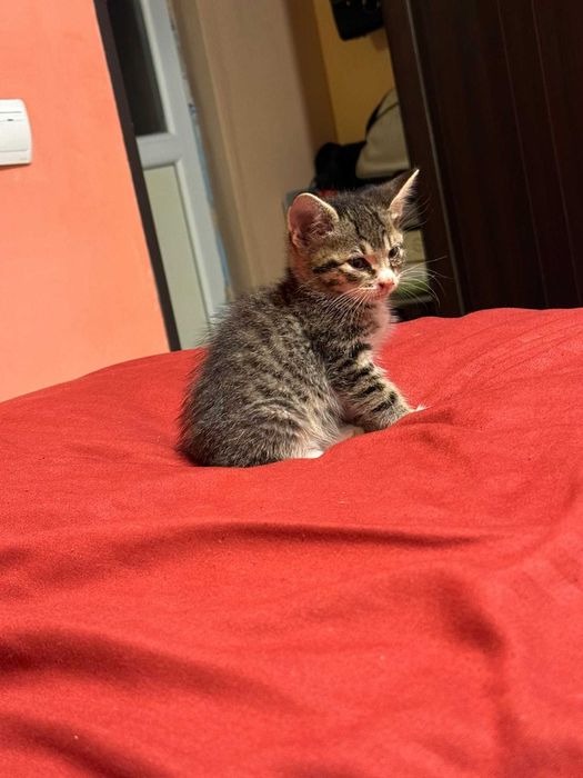 Vand Puiut Pisica American ShortHair