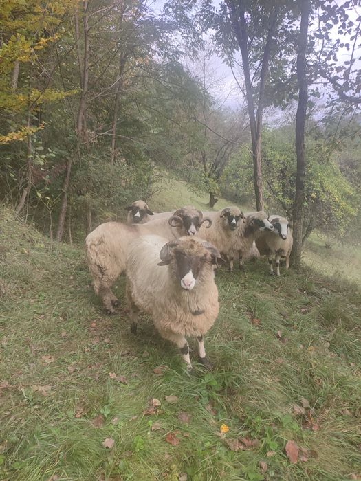 Își caută un nou stăpân miel din primăvară  petru sacrificat sau de ti