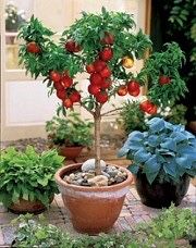 Pomi fructiferi pitici