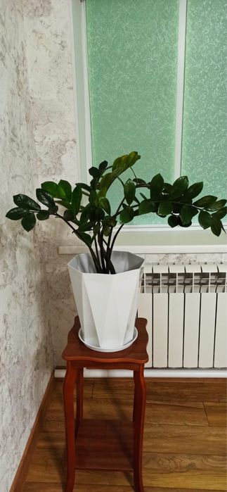 Продаю замиокулькас (долларовое дерево)