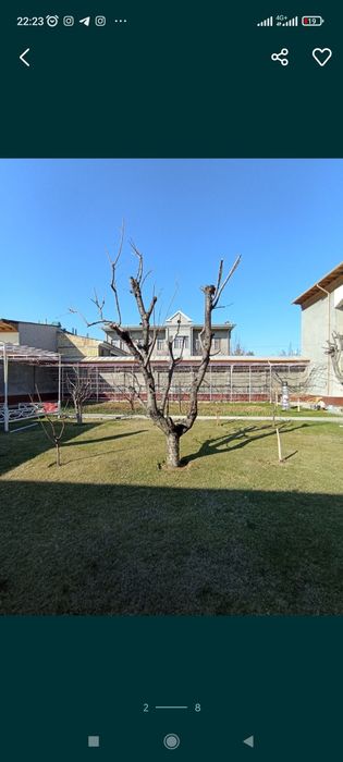 Daraxt mevali daraxtlar shakil  12 -yillik bogbon