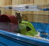 Hamster sirian femela foarte blandă