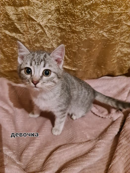 Отдам котят бесплатно