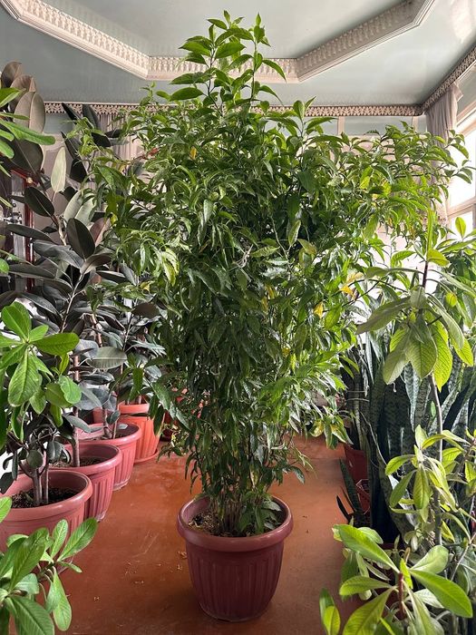 Уй гуллари сотилвди