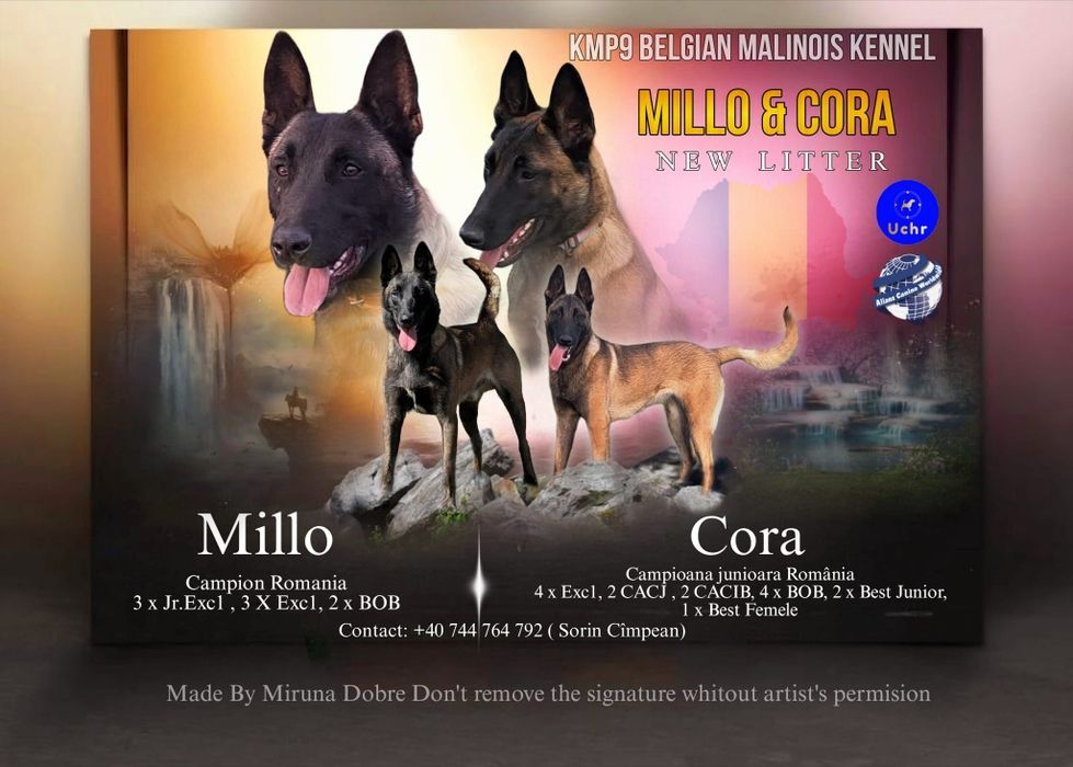 Femela ciobanesc belgian malinois pedigree