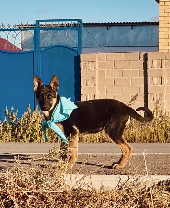 Отдам щенков овчарок-наполовину!