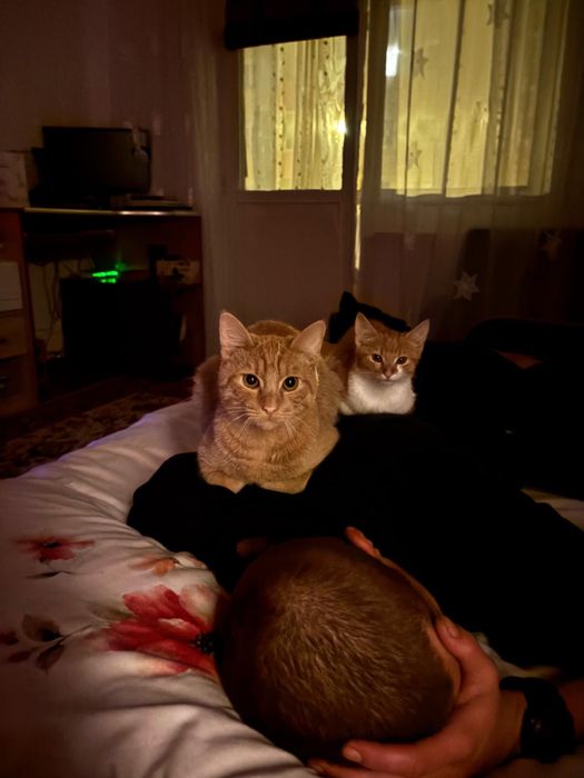 Donez motan portocaliu castrat