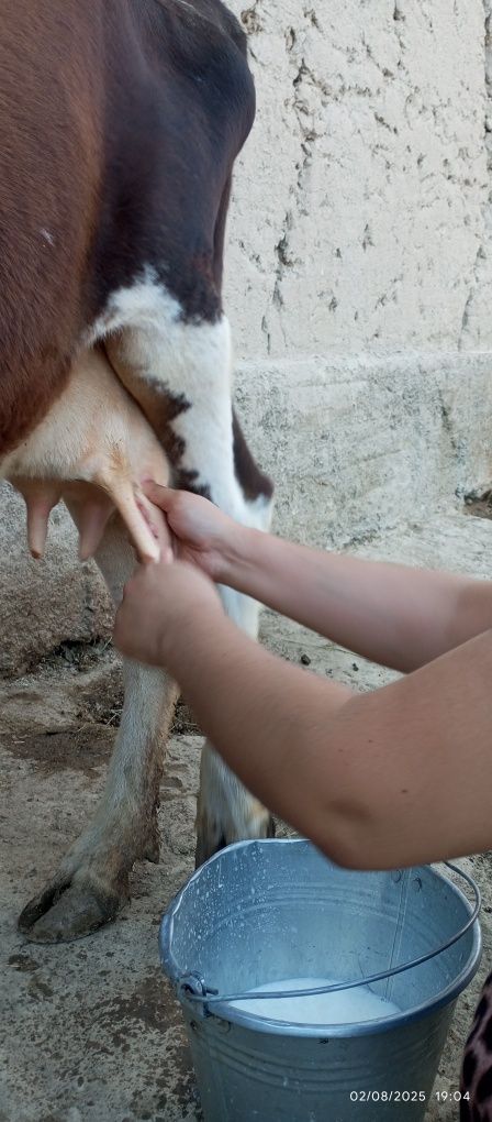 Sutli sigir sotiladi