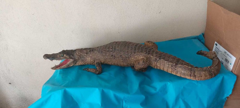 продавам крокодил