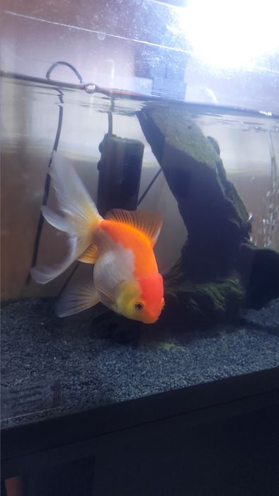 Acvariu 60 litri + peste Goldfish oranda  20 cm