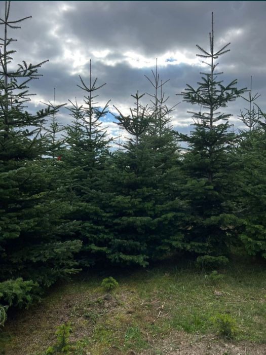 Brazi cu radacina la ghiveci sau balot