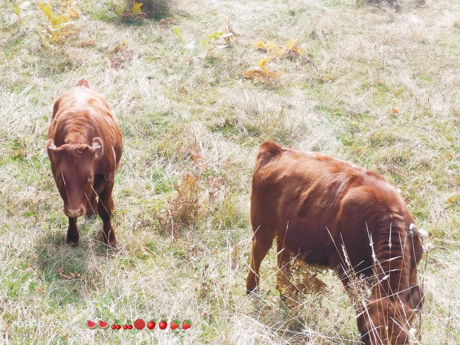 Vând viței de rasa,  angus roșu. Viței de prăsilă