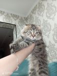 продоется  котенок  девочка