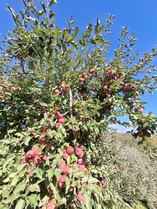 Mere de vânzare mai multe soiuri