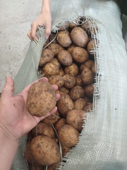 Картошка Гала жёлтая