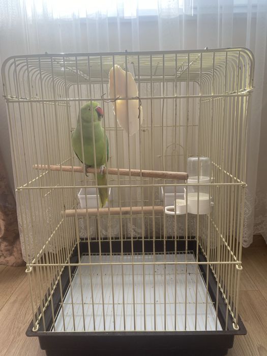 Папагал Малък Александър с клетка