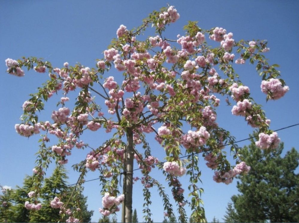 Vand cires japonez ( prunus serrulata ) 3 m