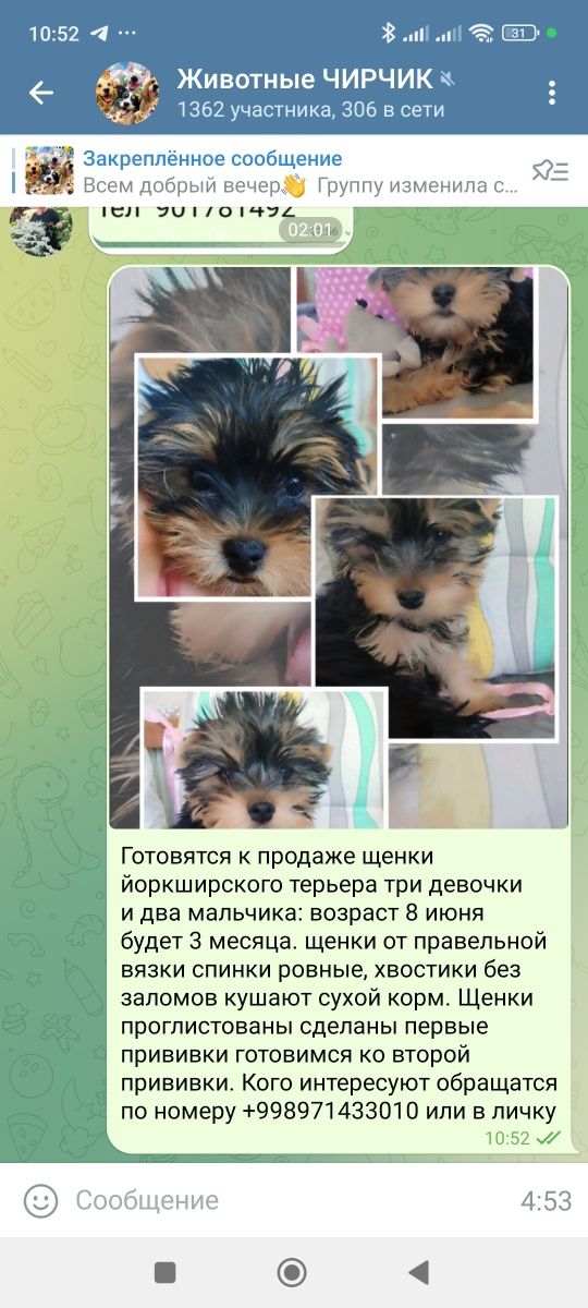 Продаются щенки Йокширского терьера