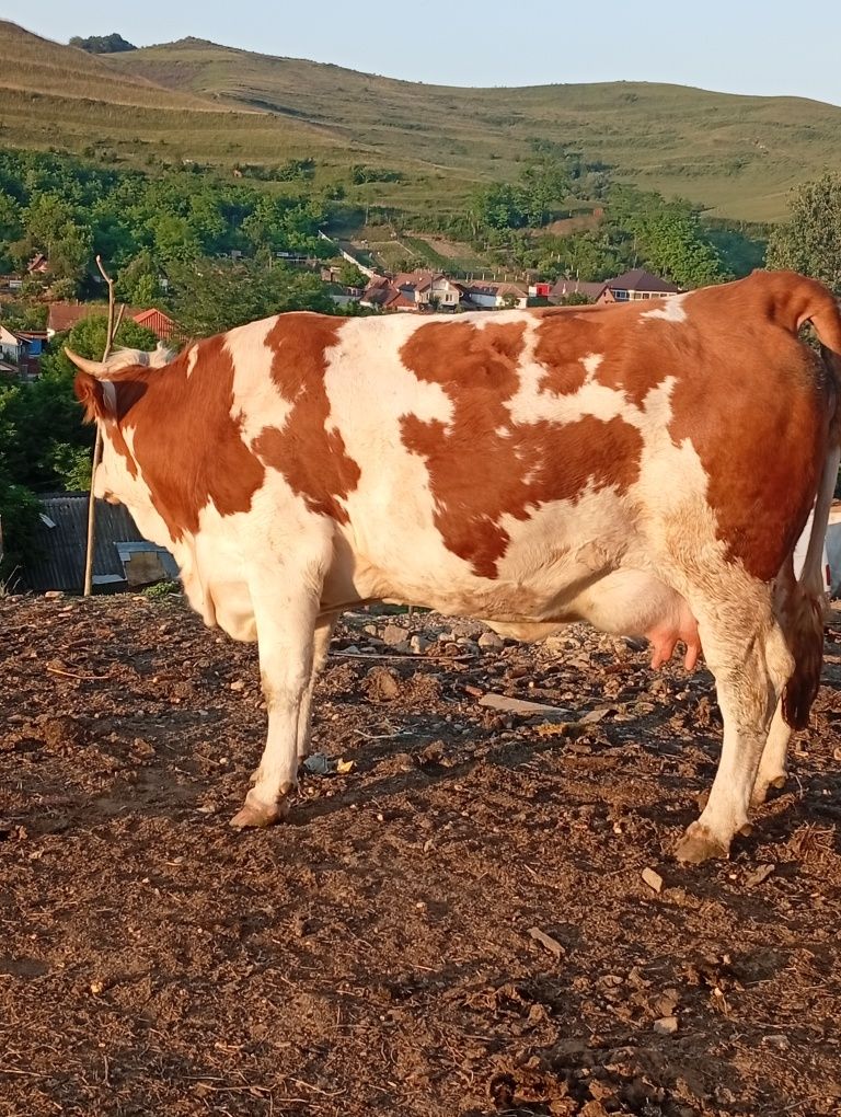 3 junici se dau Dârlos jud sibiu