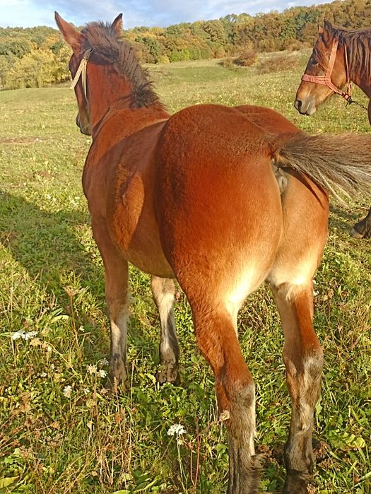 Vind iapă de patru ani cu mînz de cinci luni