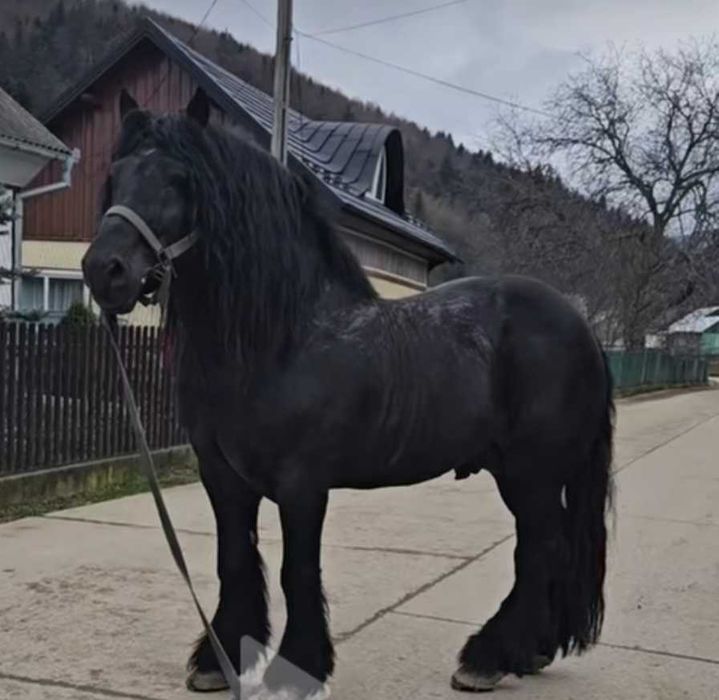 Mânz de 2 ani in decembrie!