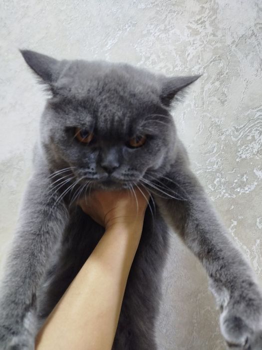 Продам скоттиш страйт