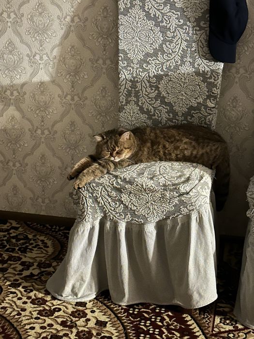 Продам свою кошку шиншила