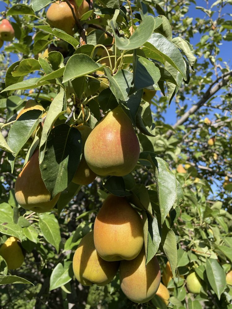 Продам дачу Алмалы