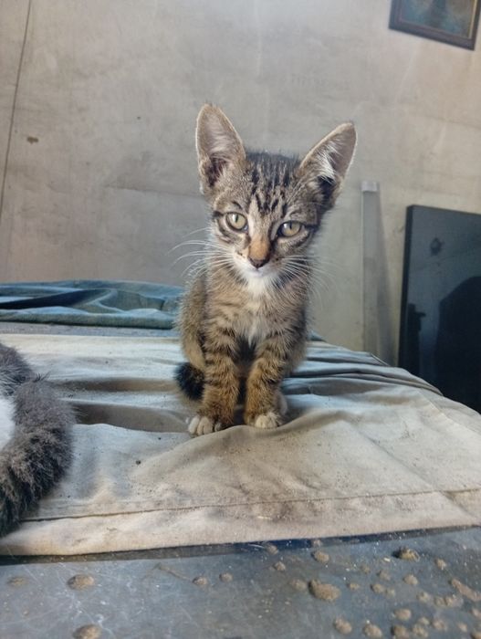 Котята ищут дом и добрых хозяев