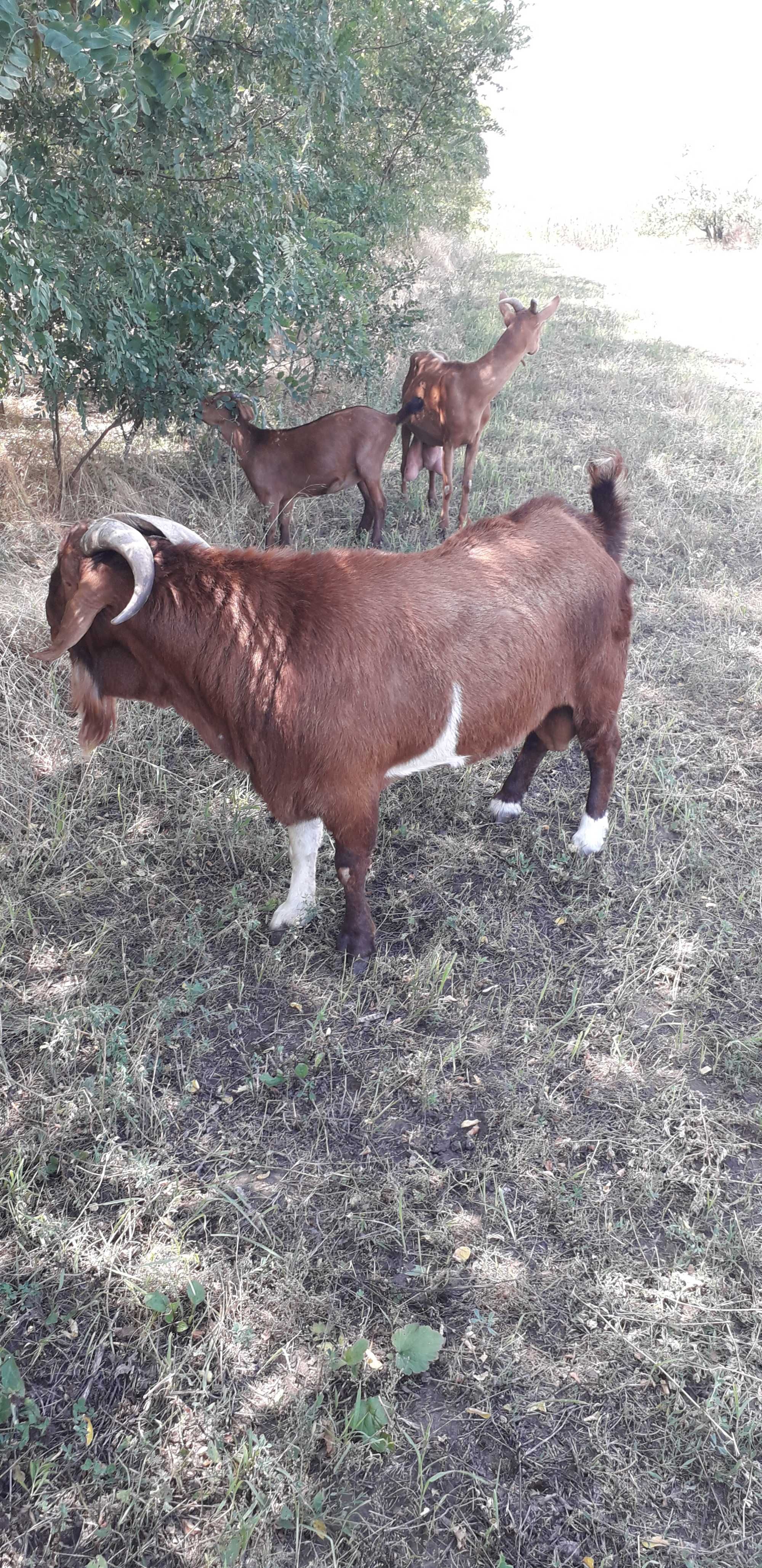 Țap Boer  (Red Kalahari)