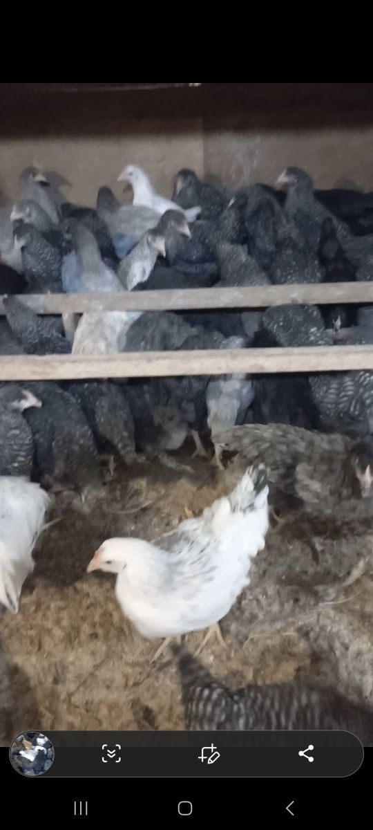 Ломан браун несушка кури