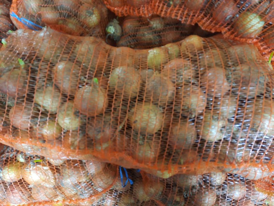 Pastarnac patrunjel morcov ceapa telina