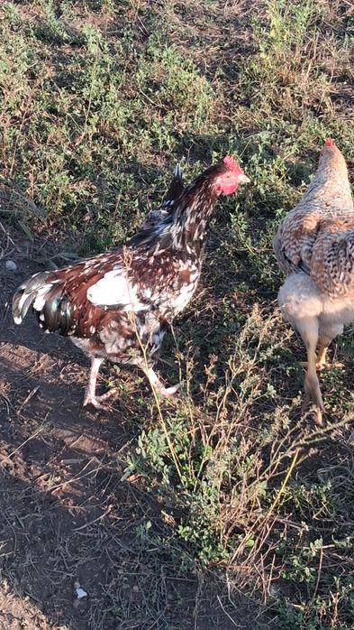 Cocosi sussex portelan  tineri si de alte rase