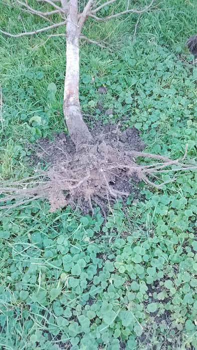 Ciresi - pomi fructiferi